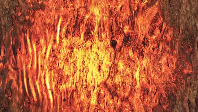Eucalipto iluminado por detrás