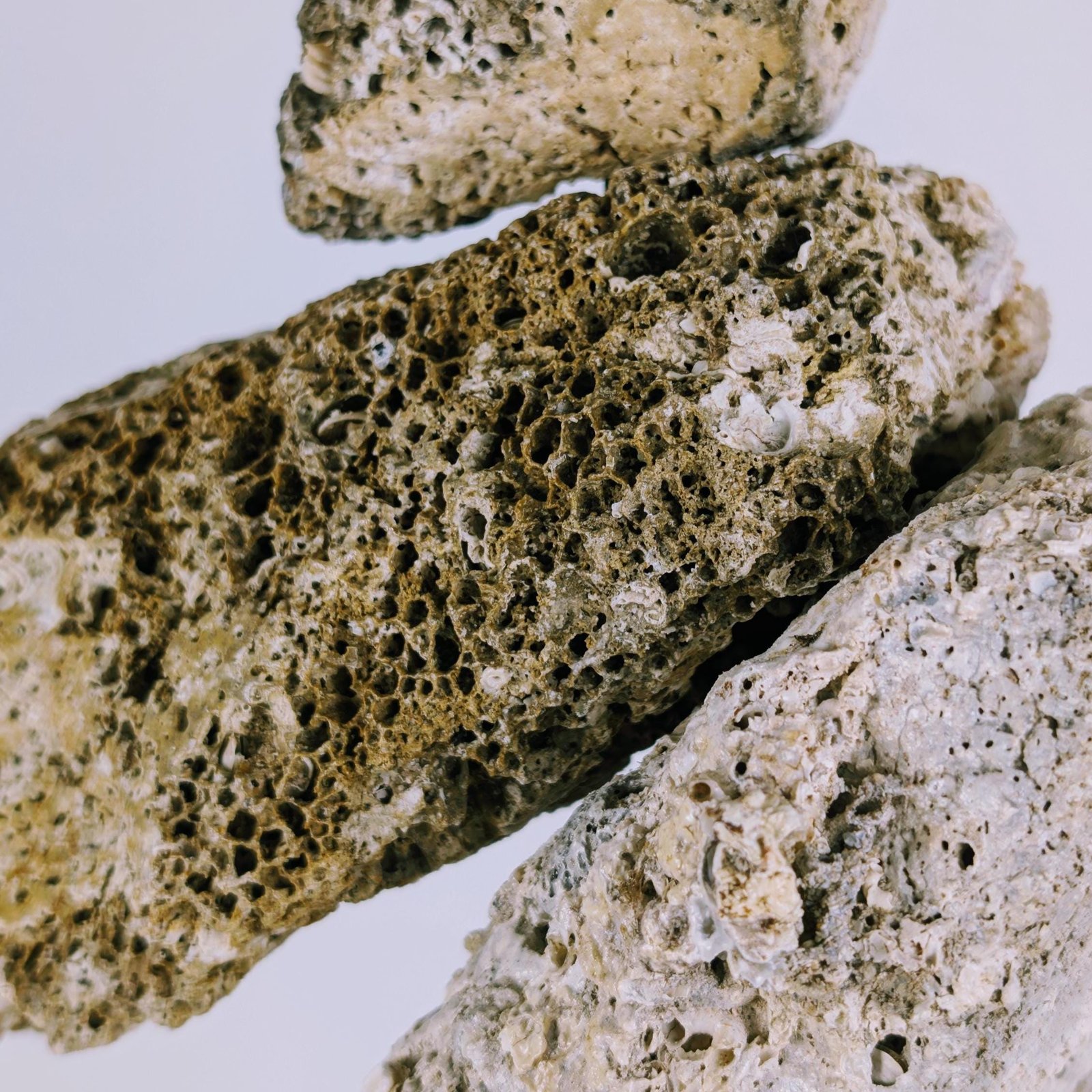 Las conchas de Juno, en la superficie de la roca